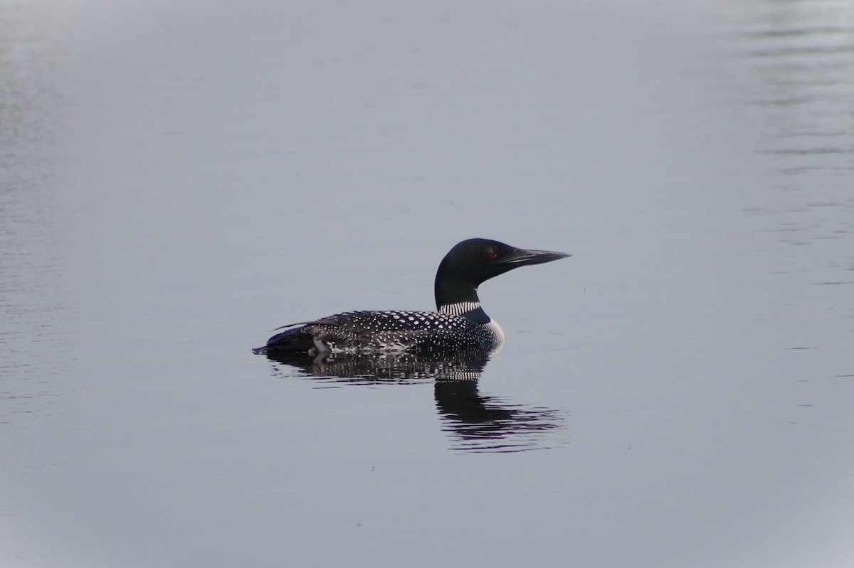Common Loon - ML642016755