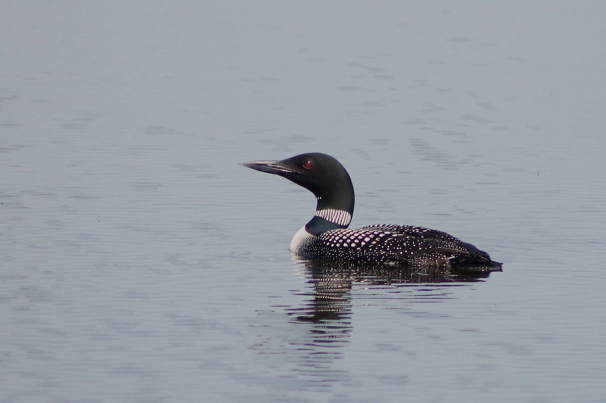 Common Loon - ML642016760