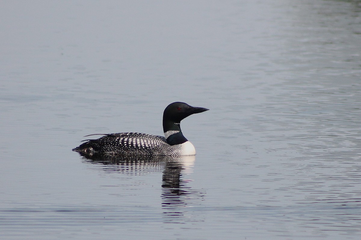 Common Loon - ML642016766