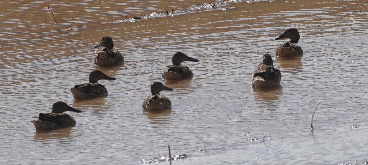 Cinnamon Teal - ML642016785