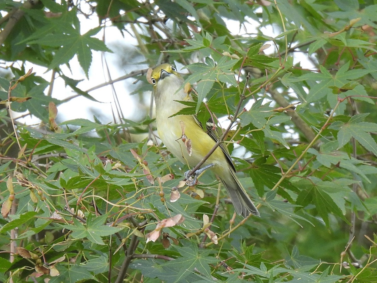 White-eyed Vireo - ML642016795