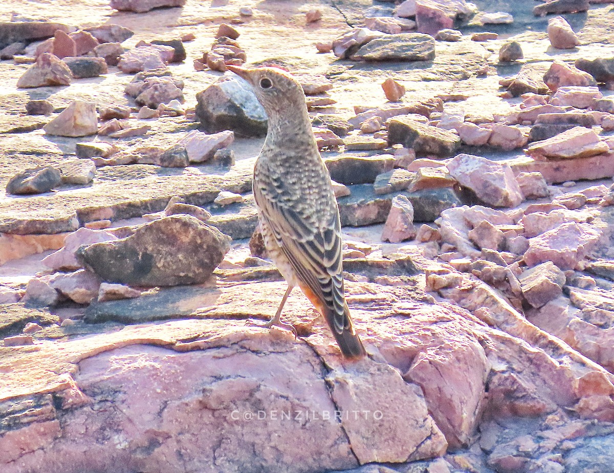 Rufous-tailed Rock-Thrush - ML642016797