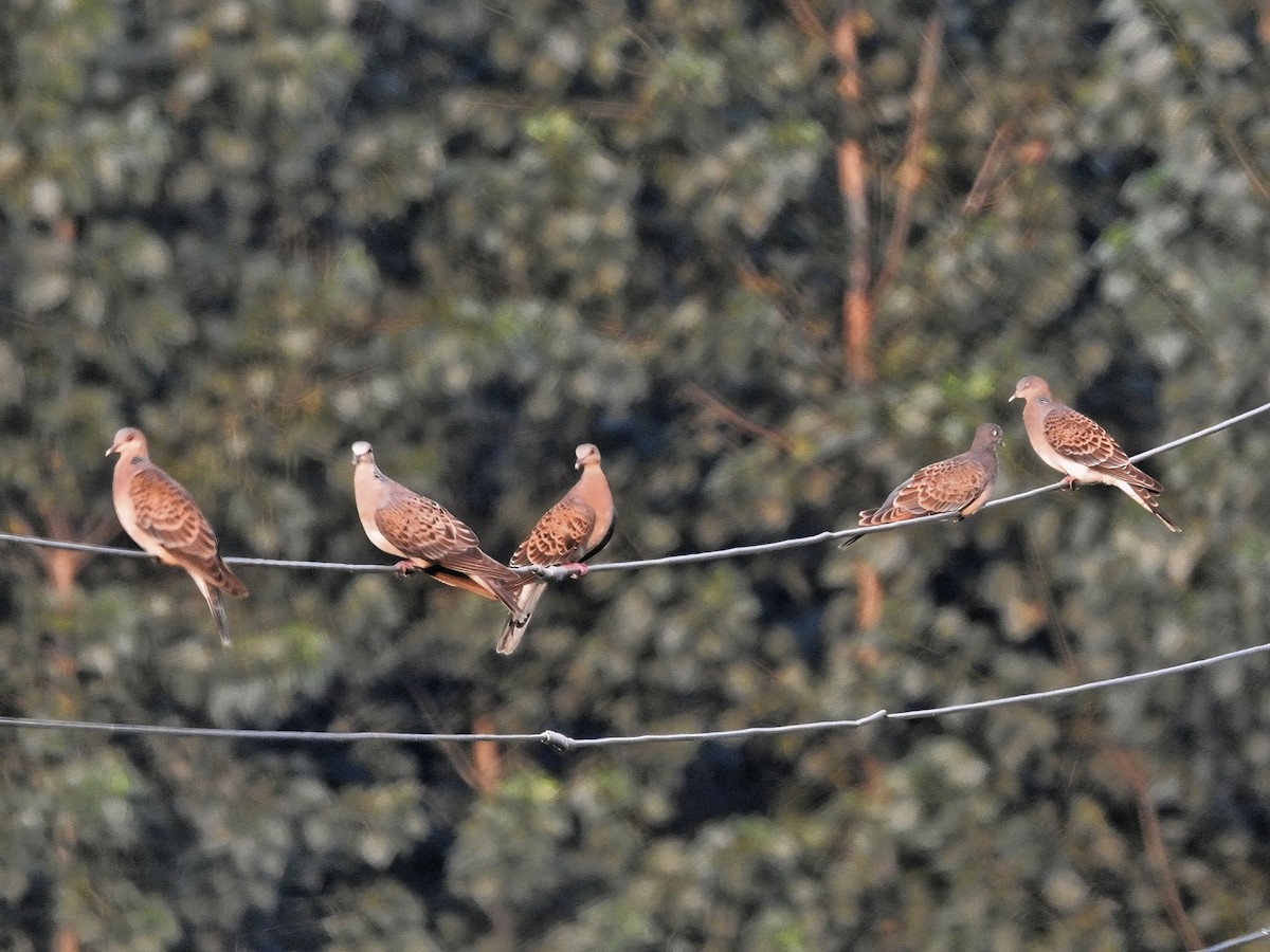 Oriental Turtle-Dove - ML642016798