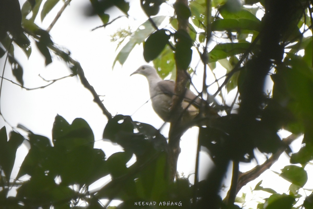 Malabar Has Güvercini - ML642016799