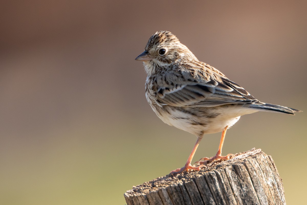 Vesper Sparrow - ML642016800