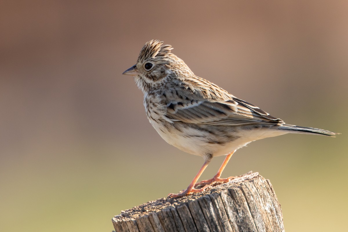 Vesper Sparrow - ML642016801