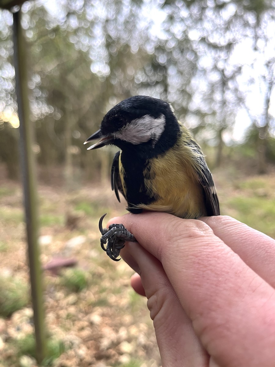 Great Tit - ML642016803