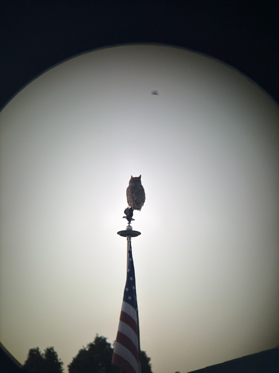 Great Horned Owl - ML642016807