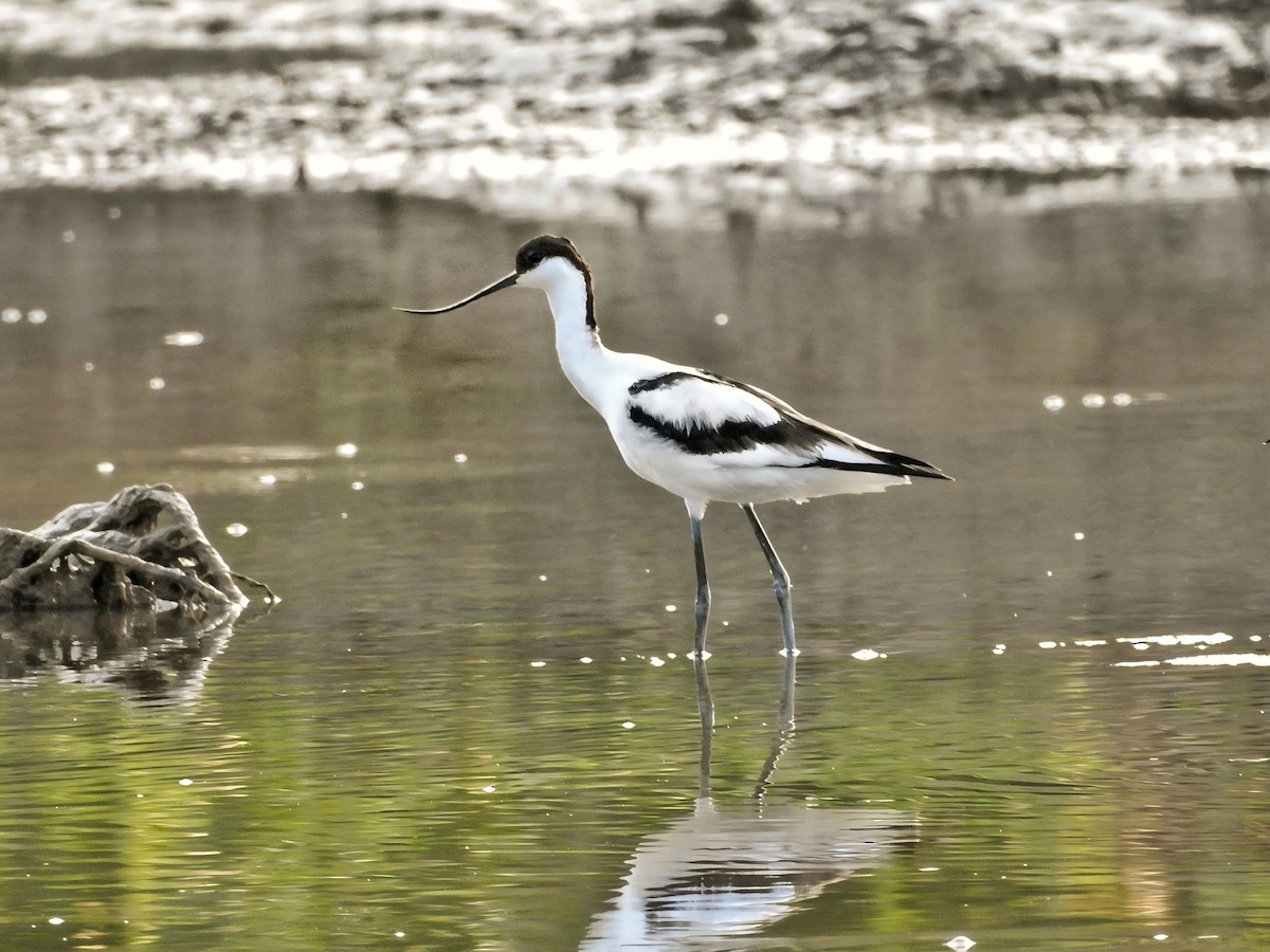 Pied Avocet - ML642016809