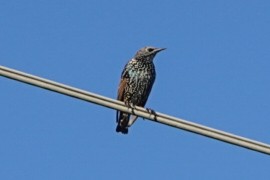 European Starling - ML642016810