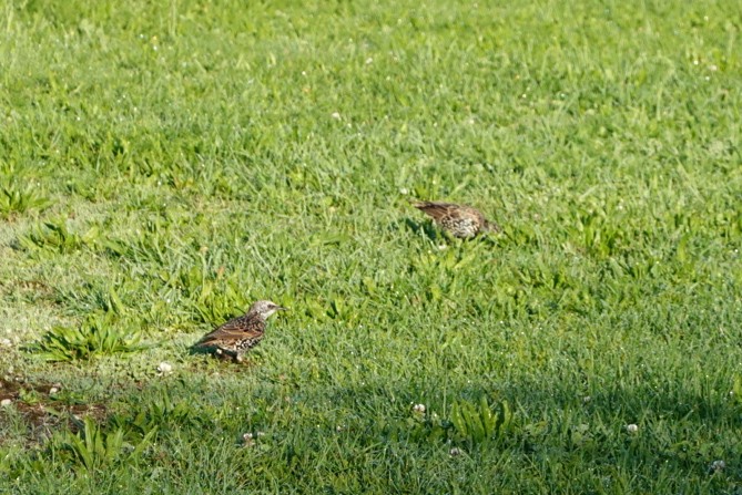 European Starling - ML642016811