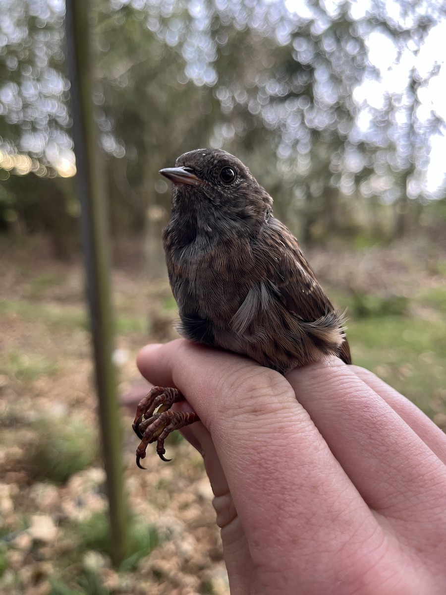 Dunnock - ML642016813