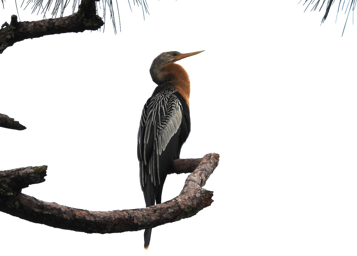 Anhinga - ML642016814