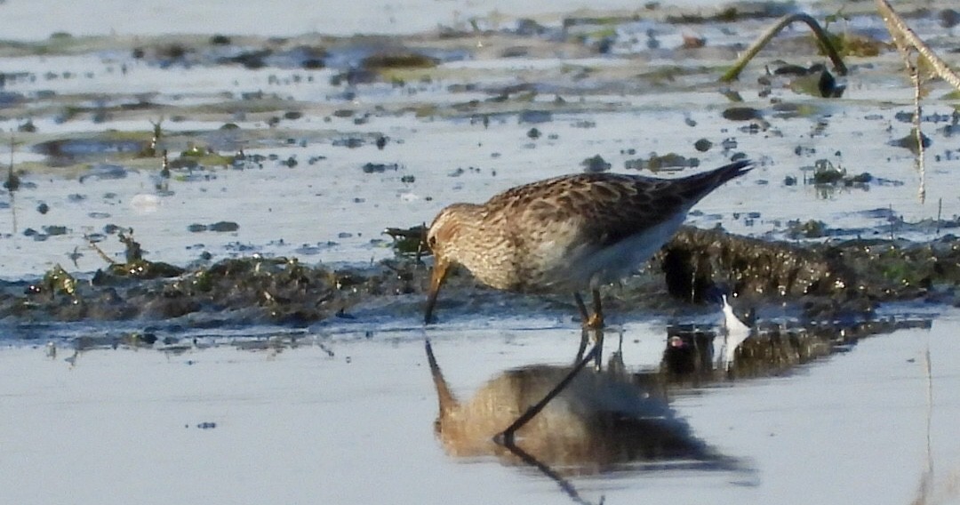 Pectoral Sandpiper - ML642016816