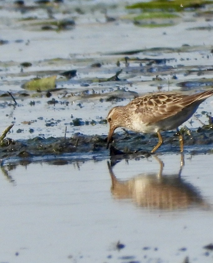 Pectoral Sandpiper - ML642016817