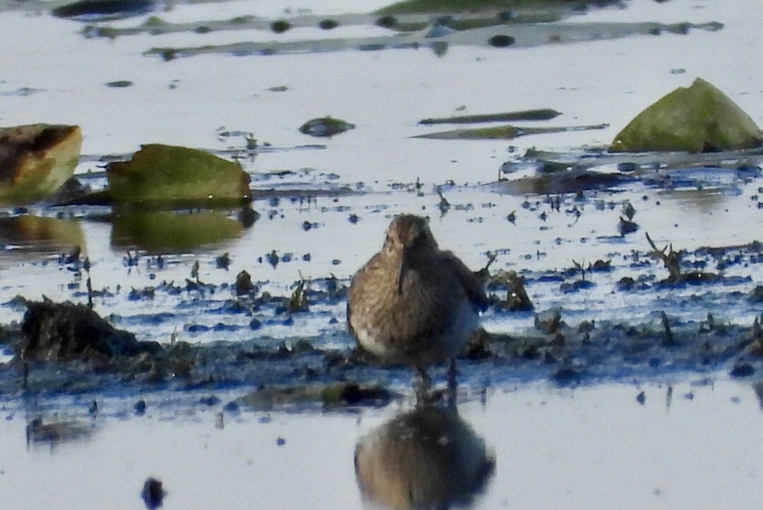 Pectoral Sandpiper - ML642016818