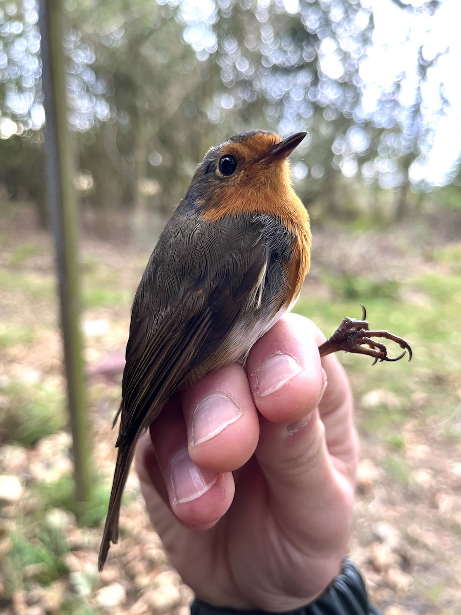 European Robin - ML642016819