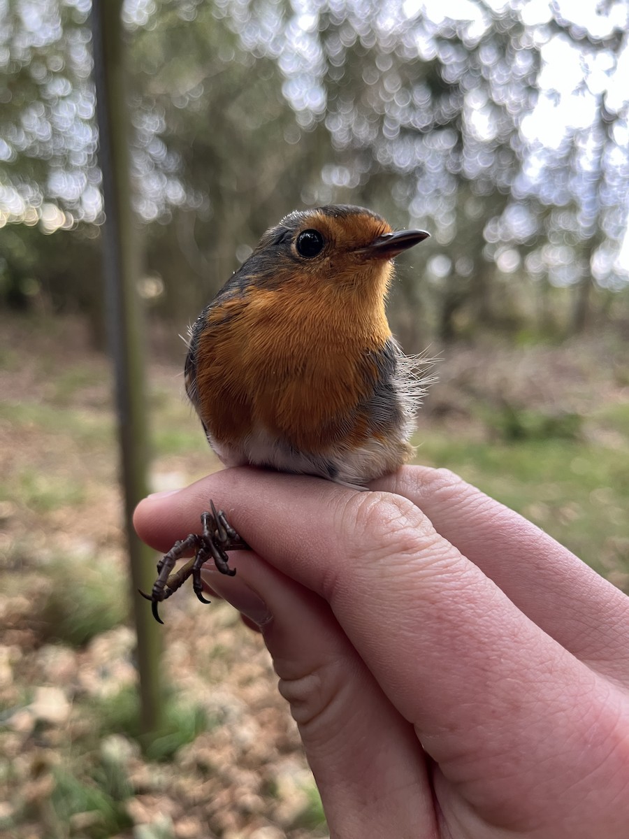 European Robin - ML642016820
