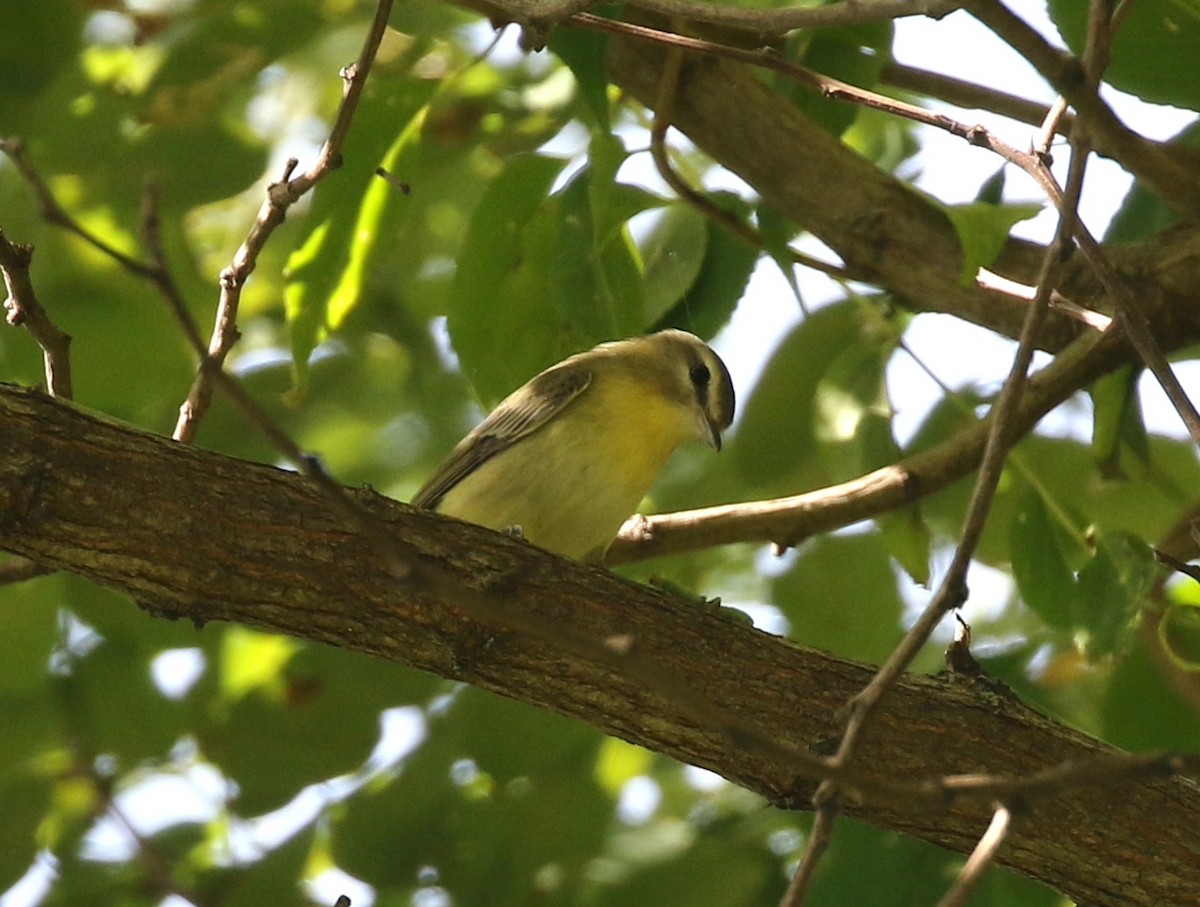 Philadelphia Vireo - ML642016821