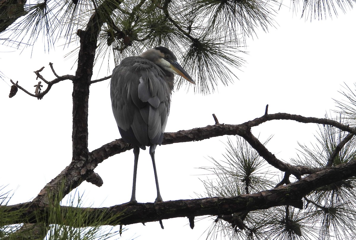 Great Blue Heron (Great Blue) - ML642016833