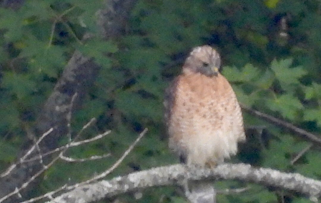rødvingevåk - ML642016838