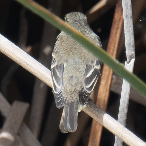 Alder Flycatcher - ML642016841