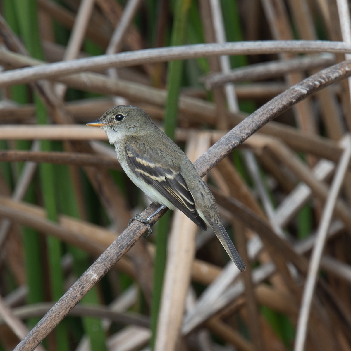 Alder Flycatcher - ML642016842
