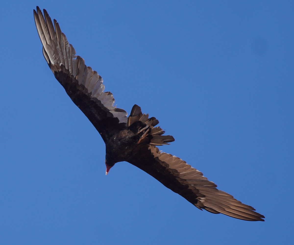 Turkey Vulture - ML642016846