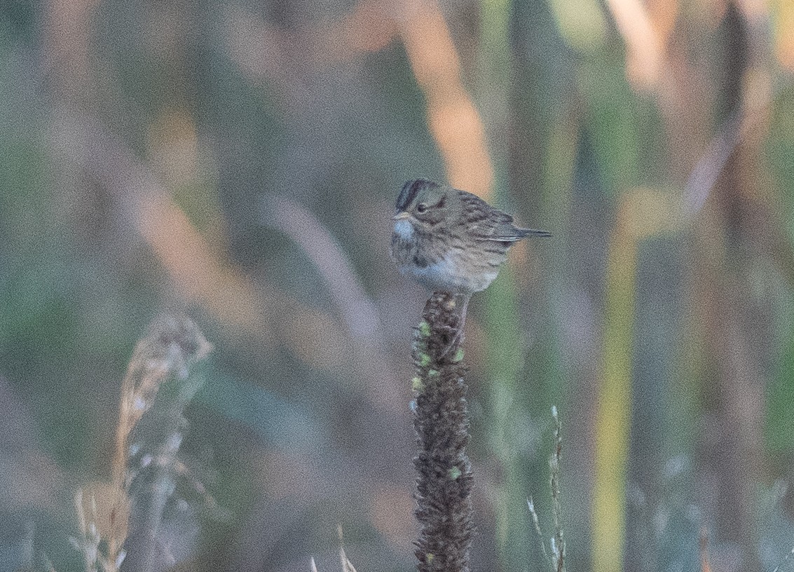 Lincoln's Sparrow - ML642016869