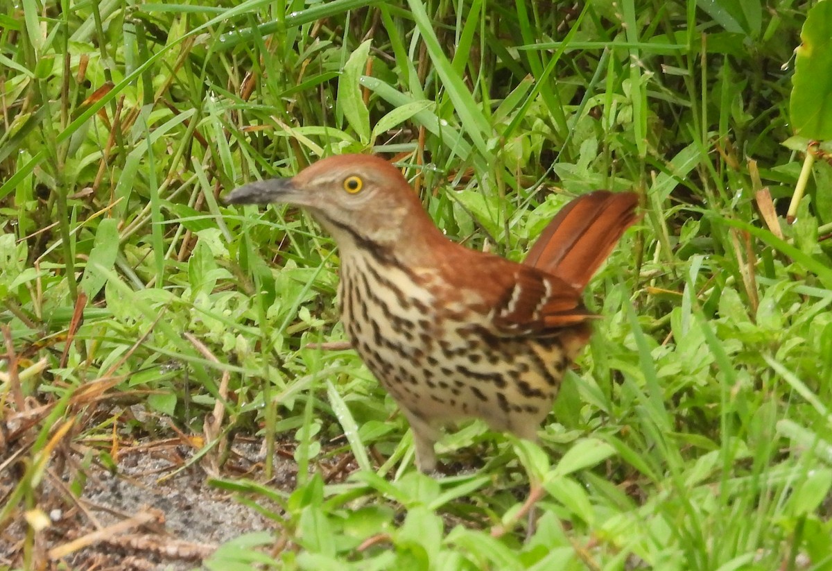 Brown Thrasher - ML642016870