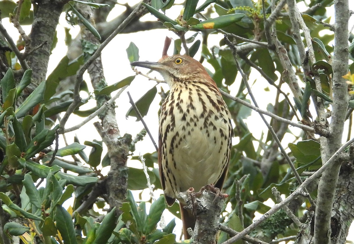 Brown Thrasher - ML642016872