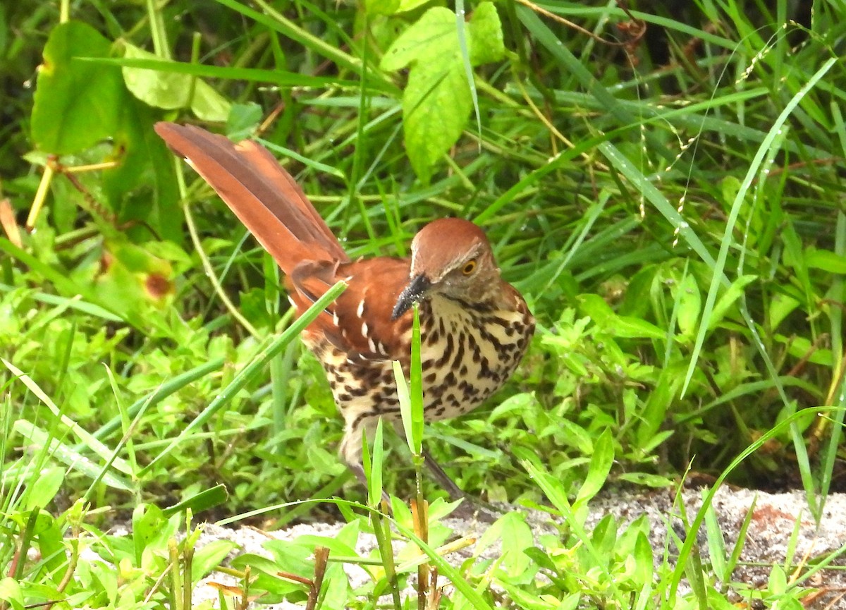Brown Thrasher - ML642016873