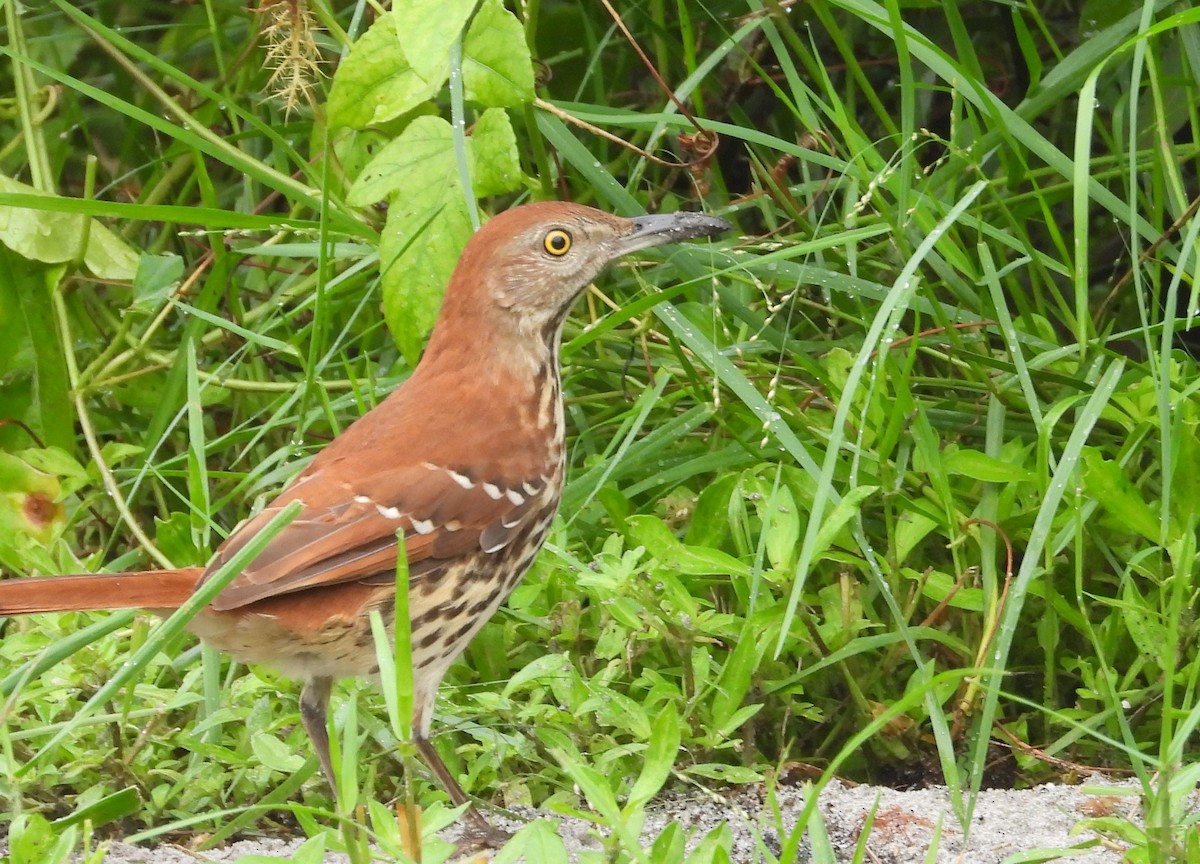 Brown Thrasher - ML642016874