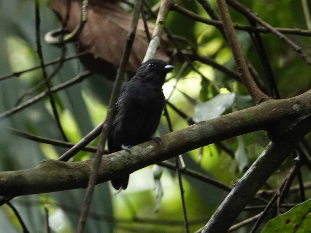 White-shouldered Antshrike - ML642016875