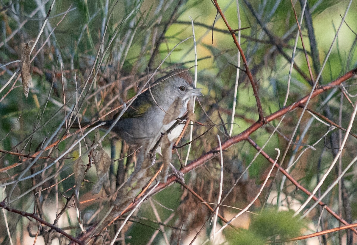 Green-tailed Towhee - ML642016877