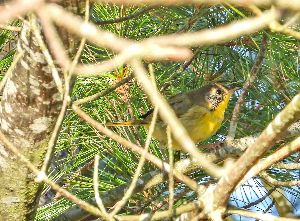 Common Yellowthroat - ML642016879
