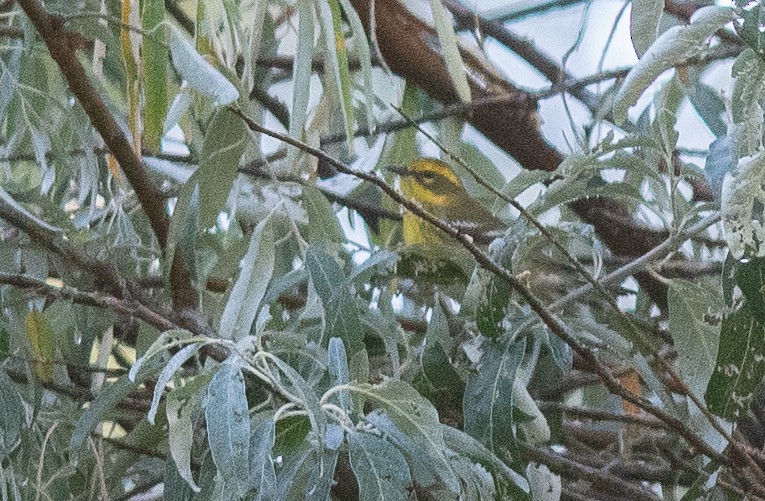 Townsend's Warbler - ML642016882