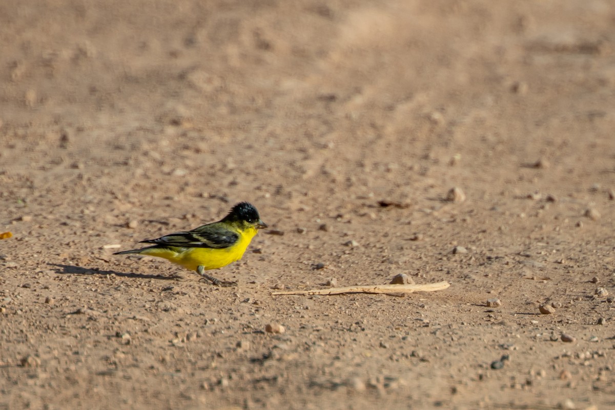 Lesser Goldfinch - ML642016890
