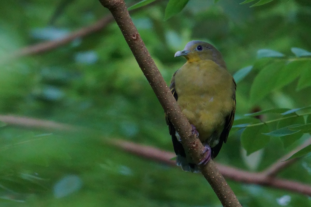 Gray-fronted Green-Pigeon - ML642016897