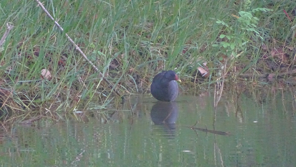 Gallinella d'acqua - ML642016920