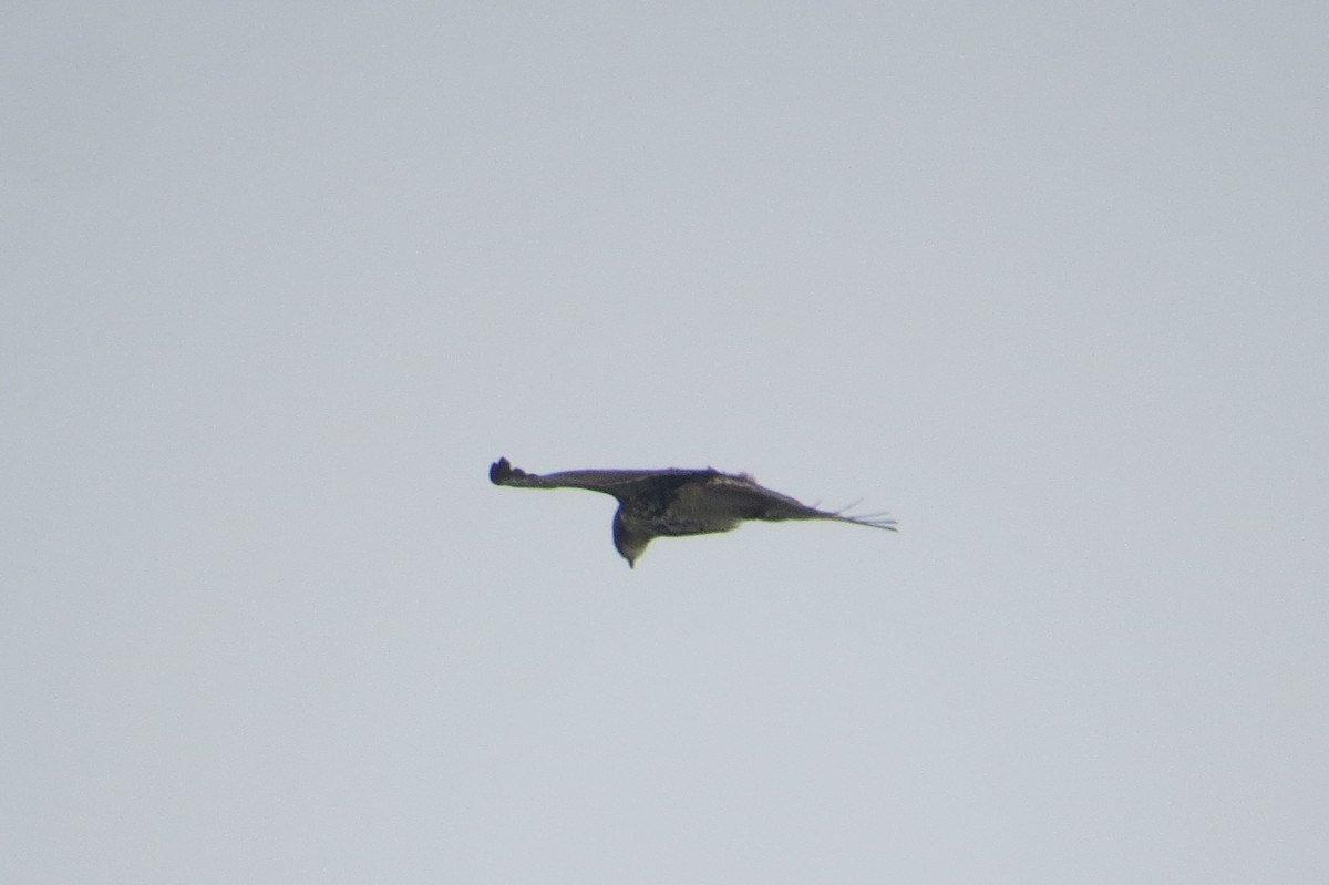 Broad-winged Hawk - ML642016946