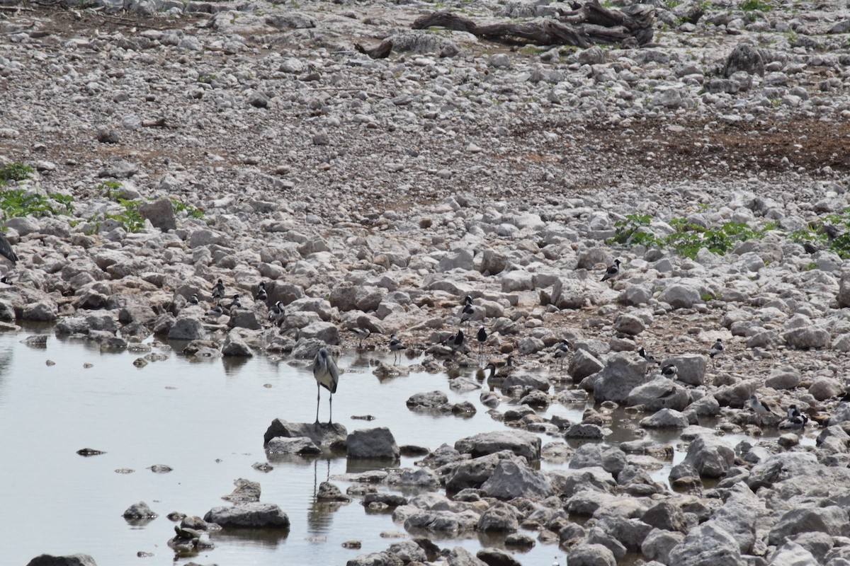 Black-headed Heron - ML642016950