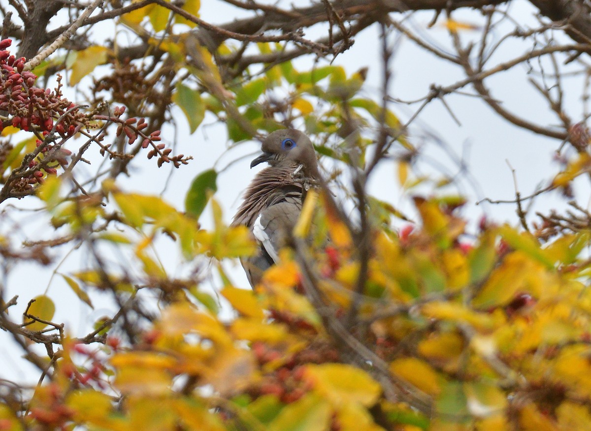 Tourterelle côtière - ML642016951