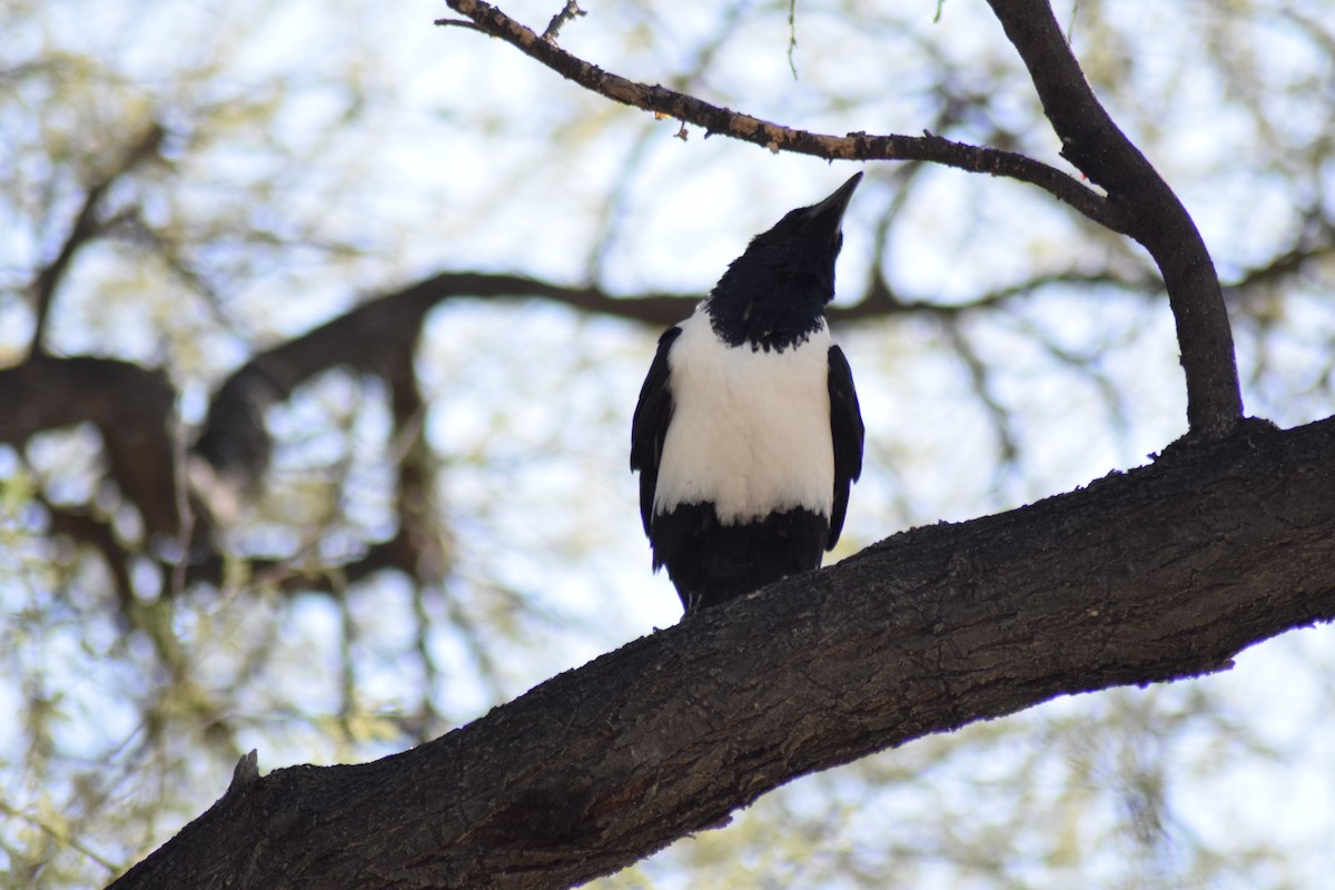 Pied Crow - ML642016970