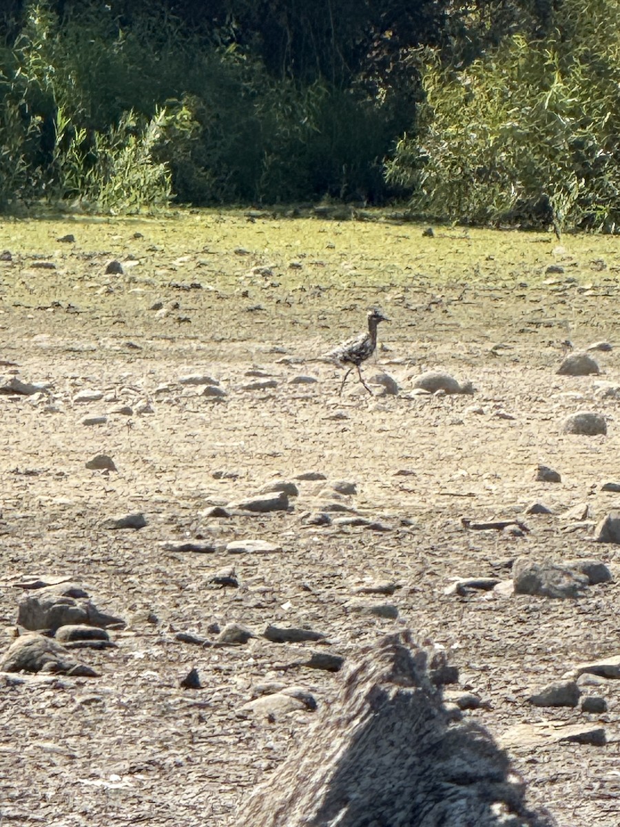 American Golden-Plover - ML642016971