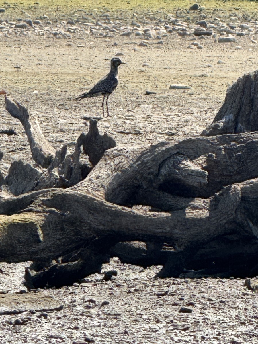 American Golden-Plover - ML642016972
