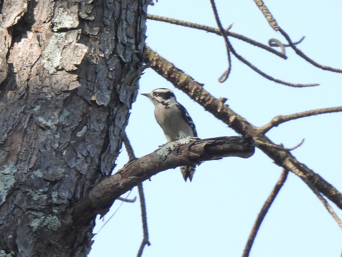 Downy Woodpecker - ML642016973