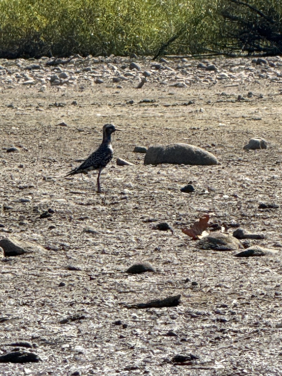 American Golden-Plover - ML642016974