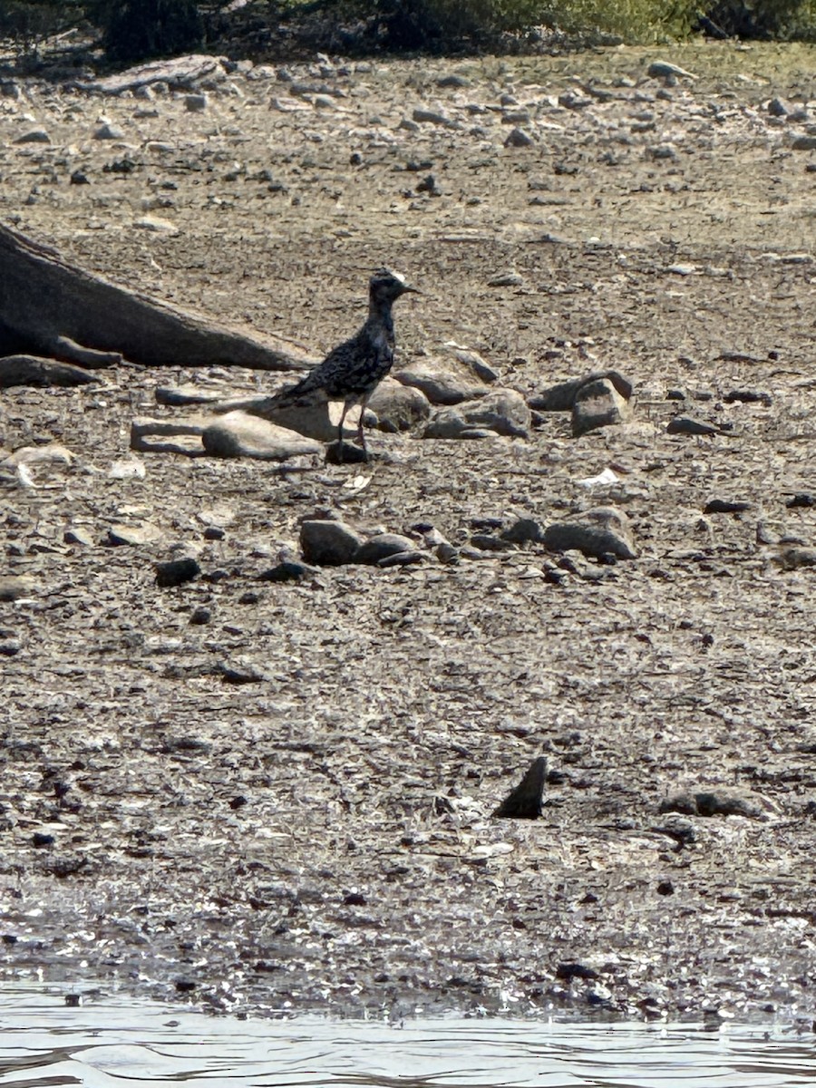 American Golden-Plover - ML642016975