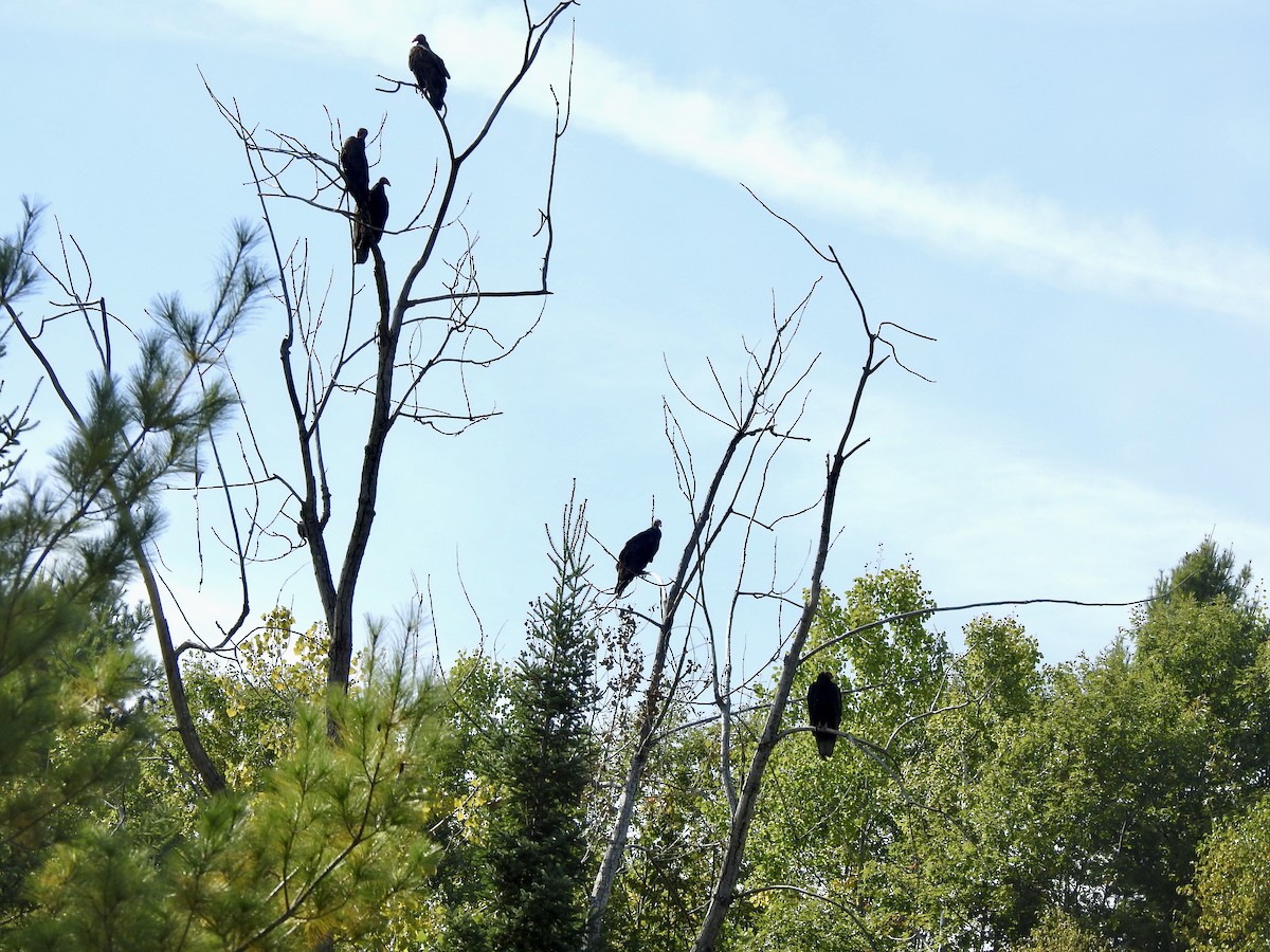 Turkey Vulture - ML642016978